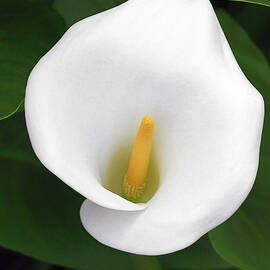 White Calla Lily by Alexandra Till