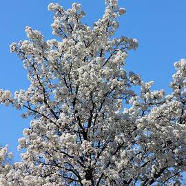 White Flowering Tree by Mesa Teresita
