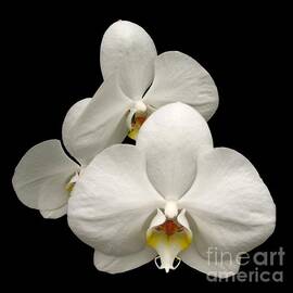 White Orchids by Rose Santuci-Sofranko