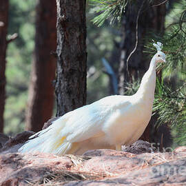 White Peacock by Debby Pueschel