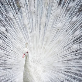 White peacock  by Elena Riim