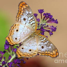 White Peacock Butterfly on Purple by Ruth Jolly