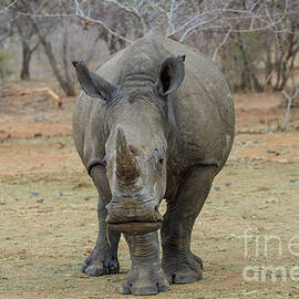 White Rhino by Jennifer Ludlum