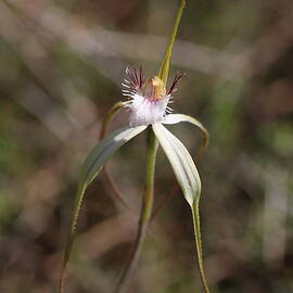 White Spider Orchid - 2 by Michaela Perryman