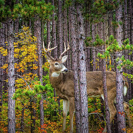 White Tailed Buck among the Pines by Randall Nyhof