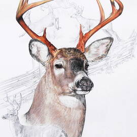 White-Tailed Deer  by Barbara Keith