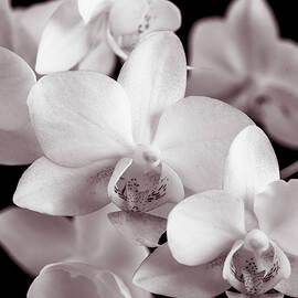 White by Web Browning