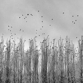 Wild birds flying.  Foggy sunrise. BW by Guido Montanes Castillo