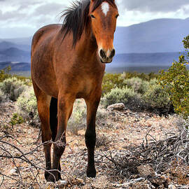 Wild In The Nopah Mountains by Adam Jewell