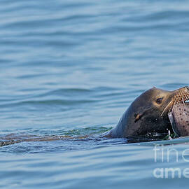 Wild Sea Lion Catches Wolf Eel by Natural Focal Point Photography