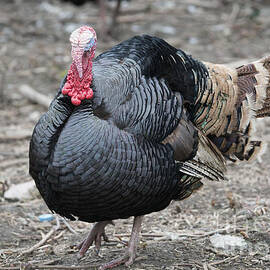 Wild Turkey Strut by Michael Dawson