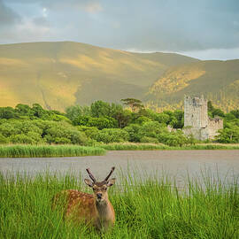 Killarney National Park County Kerry Ireland Landscape Photograph by Fergal Gleeson