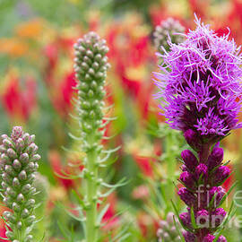 Garden for Wildlife by Chris Scroggins