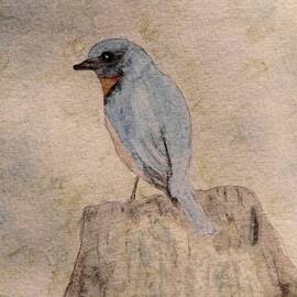 Winter Bluebird