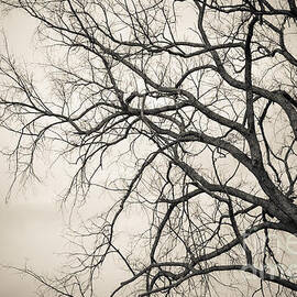 Winter Branches by Ana V Ramirez