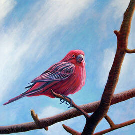 Winter Finch by Brian  Commerford
