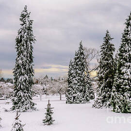 Winter landscape