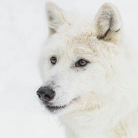 Winter Wolf Portrait