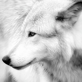 Wolf Close Up II