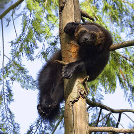 Wolverine Gulo Gulo Resting In Tree by Konrad Wothe