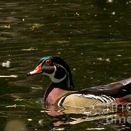 Wood Duck by Natural Focal Point Photography