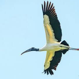 Wood Stork in Flight by Judi Dressler