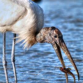 Wood Storks Breakfast Lunch And Dinner by Carol Montoya