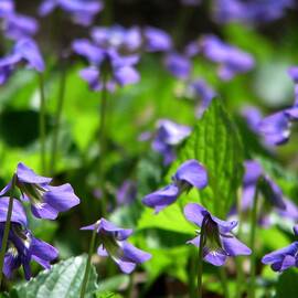 Woodland Violets