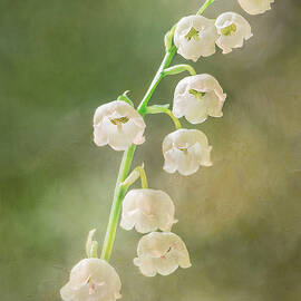 Lily of the Valley by Patti Deters