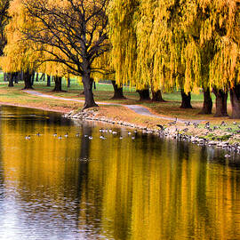 Yellow Autumn by Scott Hovind