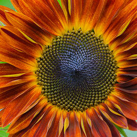 Yellow Brown Sunflower by Linda  Howes