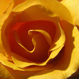 Yellow Gold Swirl - Rose Macro  by Brooks Garten Hauschild