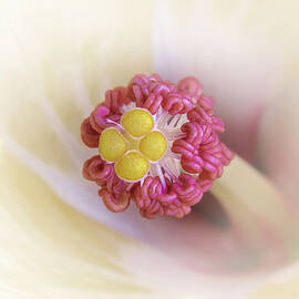 Yellow Hibiscus