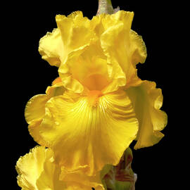 Yellow Iris Flower Still Life by Jennie Marie Schell