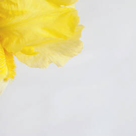 Yellow Iris Peeking by Toni Hopper
