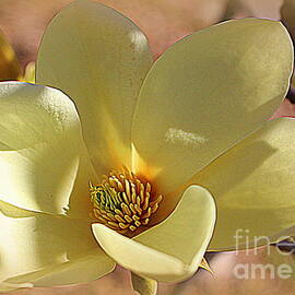 Yellow Magnolia in Full Bloom by Dora Sofia Caputo