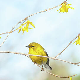 Yellow on Yellow Pine Warbler by Lara Ellis