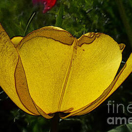 Yellow Tulip 2 by Jean Bernard Roussilhe