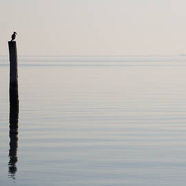 Yorktown Cormorant at Daybreak