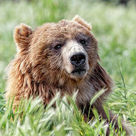 Young Kodiak Bear by Wes and Dotty Weber