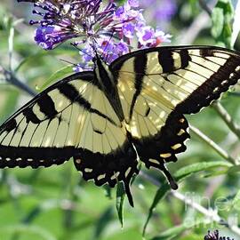Young Male Eastern Tiger Swallowtail by Cindy Treger