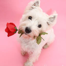 Your Valentine Every Day by Warren Photographic