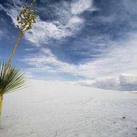 Yucca by Nando Lardi