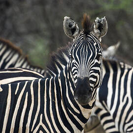 Zebra Stripes by Sally Weigand