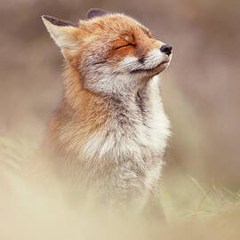 Zen Fox Series - Tribute to the Grand Old Lady  by Roeselien Raimond