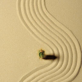 A Cactus And Wave Pattern In The Sand by Yagi Studio