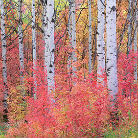 A Forest Of Aspen Trees In The Wasatch by Mint Images - David Schultz