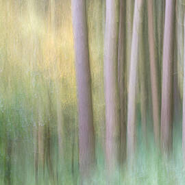 Abstract Image Of Forest by Andrew Kearton