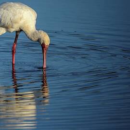 African Spoonbill (platalea Alba) by Roger De La Harpe