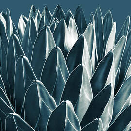 Agave Chic #5 #succulent #decor #art by Anitas and Bellas Art
